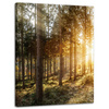 Canvas Print Birch Trees Sun Morning 30x40 cm