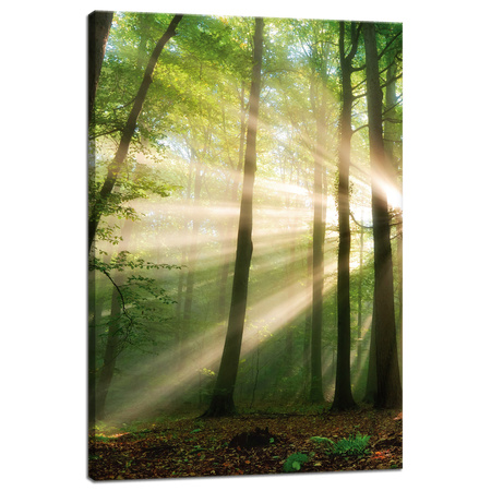 Canvas Print Sun in the Forest Trees Nature 40x60 cm