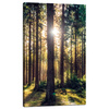 Canvas Print Forest Sun Trees Spring Morning 60x100 cm