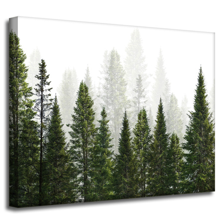Canvas Print Rain Forest Nature Trees 50x40 cm