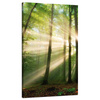 Canvas Print Sun in the Forest Trees Nature 70x120 cm