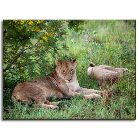 Canvas Print Animals Lionesses 40x30 cm