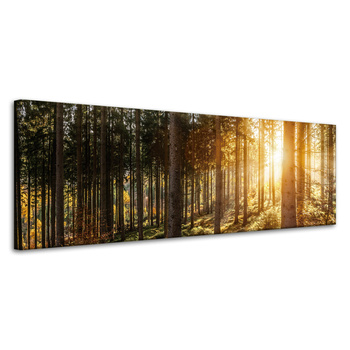 Canvas Print Birch Trees Sun Morning 120x40 cm