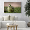 Canvas Print Animals Duck 40x30 cm