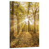 Canvas Print Sun Between Trees in the Forest 50x80 cm
