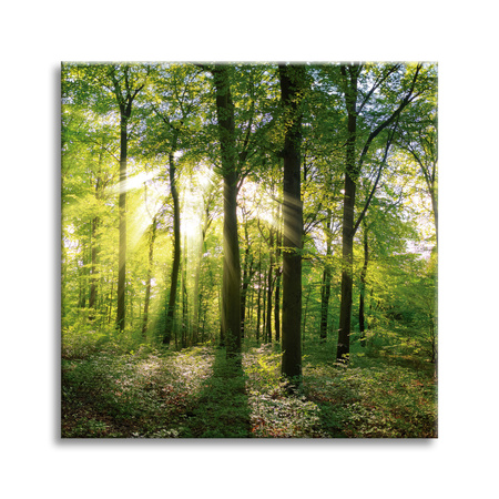 Canvas Print Sun Forest Trees Rays of Light 60X60 cm