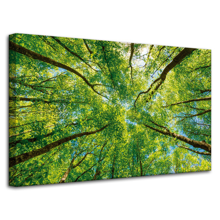 Canvas Print Trees Leaves Nature Forest Spring 80x50 cm
