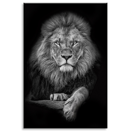 Canvas Print Gray Lion Face Pose King 80x120 cm