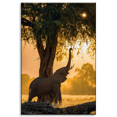 Canvas Print Posing Elephant Savannah Sunset 80x120 cm
