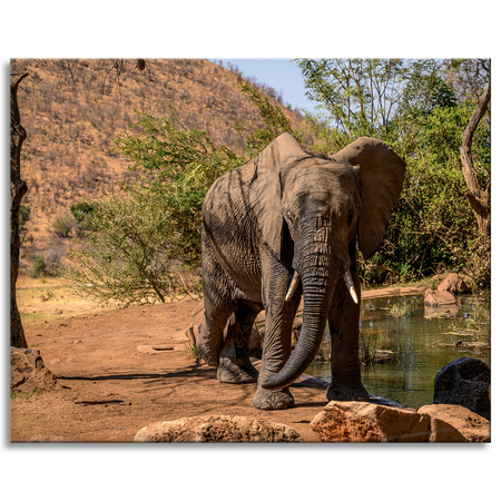 Canvas Print Elephant Africa Water Mud Sun 100x80 cm