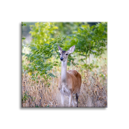 Canvas Print Animals Roe Deer 40x40 cm