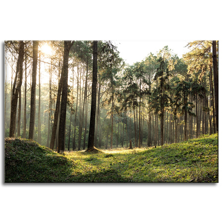 Canvas Print Forest Trees Sun Nature 60x40 cm