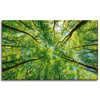 Canvas Print Trees Leaves Nature Forest Spring 80x50 cm
