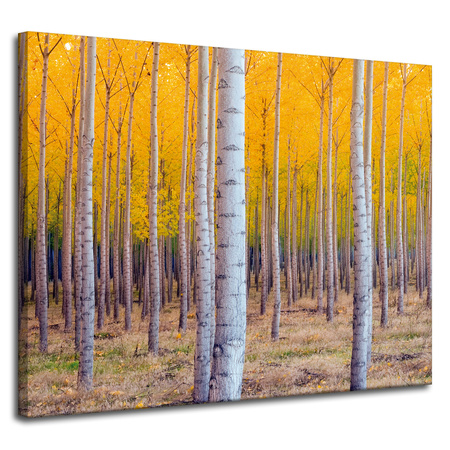 Canvas Print Birches in Autumn Yellow Leaves 100x80 cm