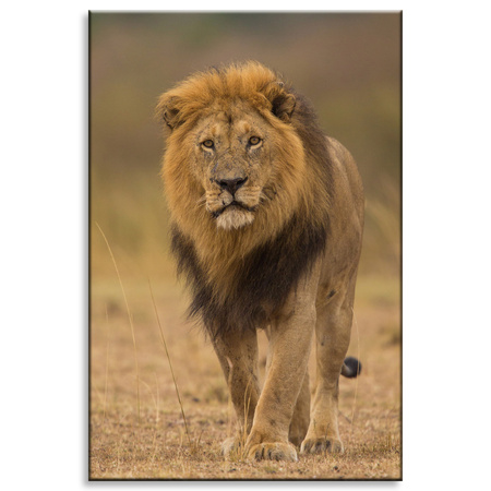 Canvas Print Lion Nature Savannah Wilderness 80x120 cm