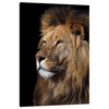 Canvas Print Terrible Majestic Lion Animal 80x120 cm