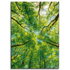 Canvas Print Trees Leaves Nature Forest Spring 50x70 cm