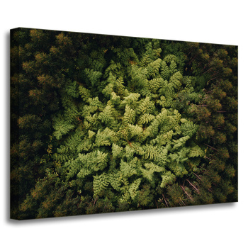 Canvas Print Nature Trees from a Bird's Eye View 70x50