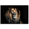 Canvas Print Adult Lion Animal 90x60