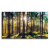 Canvas Print Forest Sun Trees Spring Morning 70x50 cm