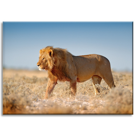 Canvas Print Walking Lion on Savannah Grass 70x50 cm