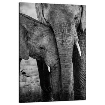 Canvas Print Black and White Elephant Couple Nature 80x120 cm