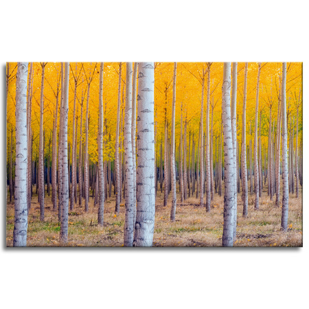 Canvas Print Birch Trees Autumn Yellow Leaves 80x50 cm
