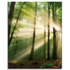 Canvas Print Sun in the Forest Trees Nature 40x50 cm