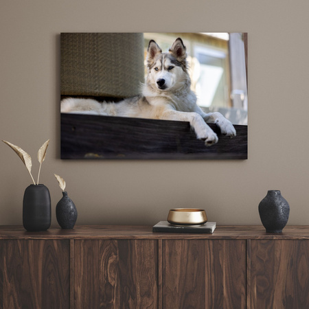 Canvas Print Animals Husky Dog 40x30 cm