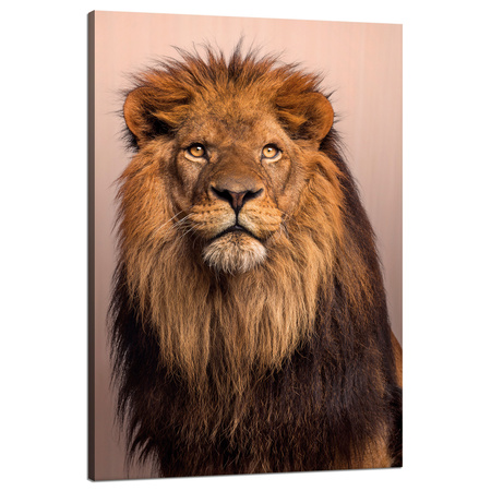 Canvas Print Lion Face Beauty Mane Hair 80x120 cm