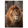 Canvas Print Gazing Lion Nature Face Wilderness 80x120 cm