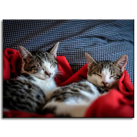 Canvas Print Animals Sleeping Kittens 40x30 cm