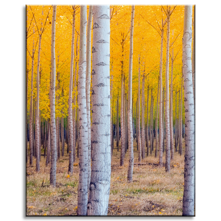 Canvas Print Birch Trees Autumn Yellow Leaves 40x50 cm