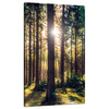 Canvas Print Forest Sun Trees Spring Morning 70x120 cm