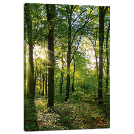Canvas Print Sun Forest Trees Rays of Light 40x60 cm