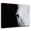 Canvas Print Animals Eye 40x30 cm