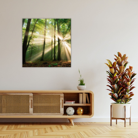 Canvas Print Sun in the Forest Trees Nature 60X60 cm