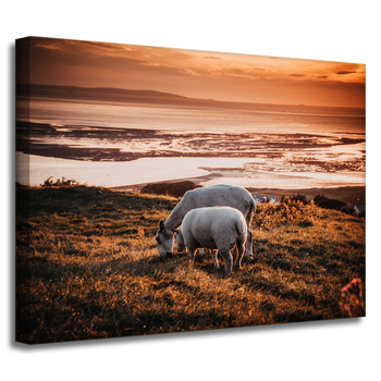 Canvas Print Animals Grazing Sheep 40x30 cm