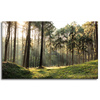 Canvas Print Forest Trees Sun Nature 100x60 cm
