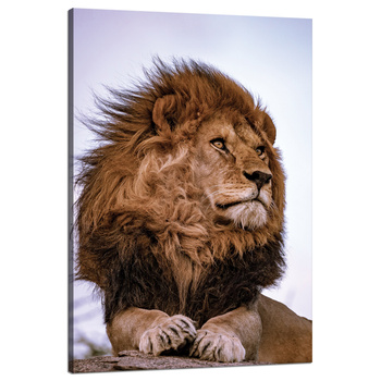 Canvas Print Head Lion Mane Wildness 80x120 cm