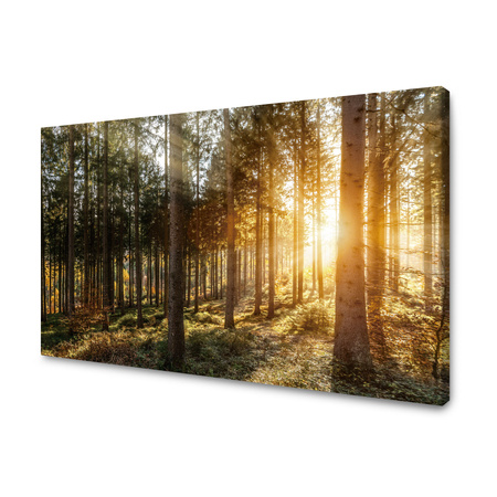 Canvas Print Birch Trees Sun Morning 90x60 cm