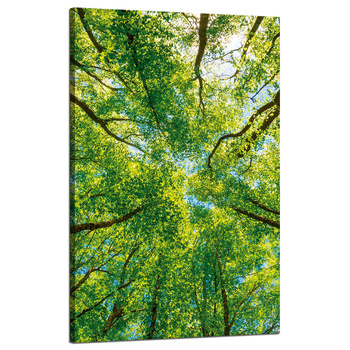 Canvas Print Trees Leaves Nature Forest Spring 50x80 cm