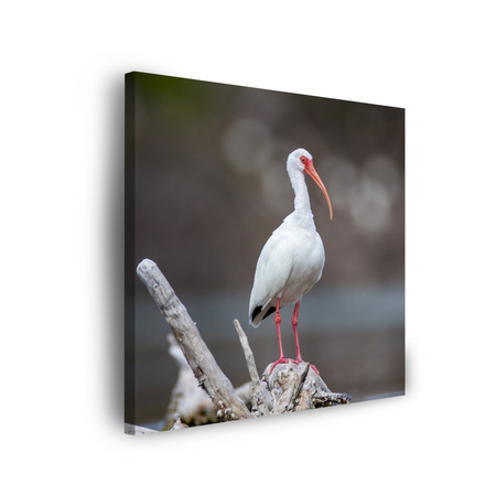 Canvas Print Animals Bird 40x40 cm