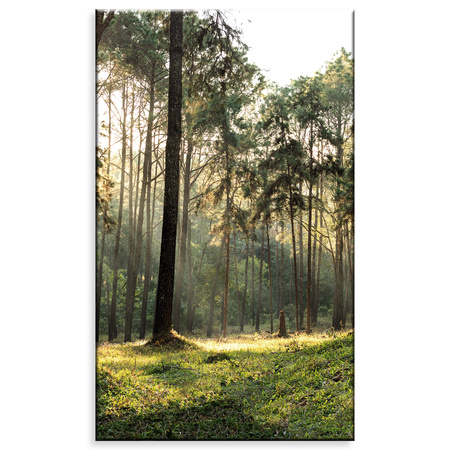Canvas Print Forest Trees Sun Nature 60x100 cm