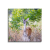 Canvas Print Animals Roe Deer 40x40 cm
