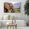Canvas Print Animals Elephant_2 100x80 cm