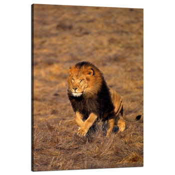 Canvas Print Running Lion on Savannah Nature 80x120 cm