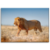 Canvas Print Walking Lion on Savannah Grass 70x50 cm