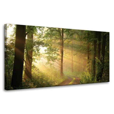 Canvas Print Sunlight Forest Path Nature 80x40 cm