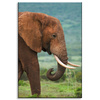 Canvas Print Muddy Elephant Nature Nature 80x120 cm